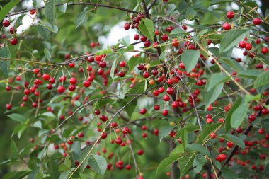 Açık havada kırmızı taze kirazlar kapanıyor.
