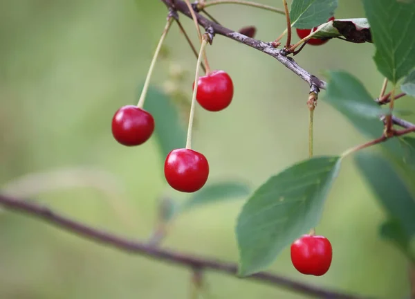 Red Ripe Fresh Cherries Close Outdoors — Stock Photo, Image