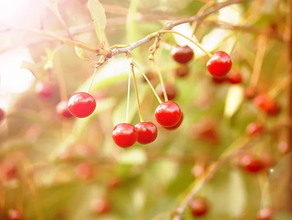 Red Ripe Fresh Cherries Close Outdoors — Stock Photo, Image