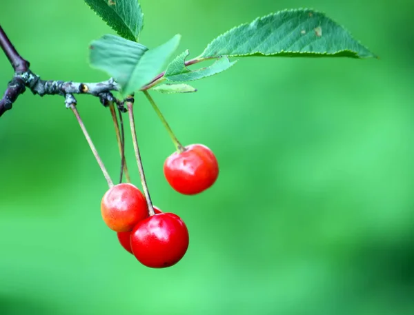 Fresh ripe cherries on a tree — Stock Photo, Image