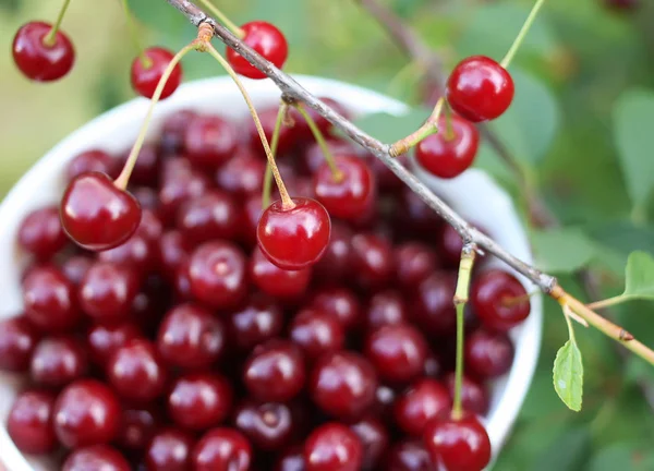 Cerejas Frescas Maduras Vermelhas Fecham Livre — Fotografia de Stock