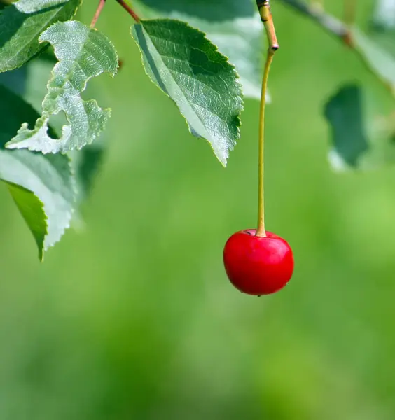 Red Ripe Fresh Cherries Close Outdoors — Stock Photo, Image