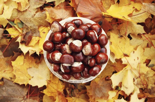 Marrons Inde Sur Des Feuilles Érable Jaune Extérieur Aesculus Hippocastanum — Photo