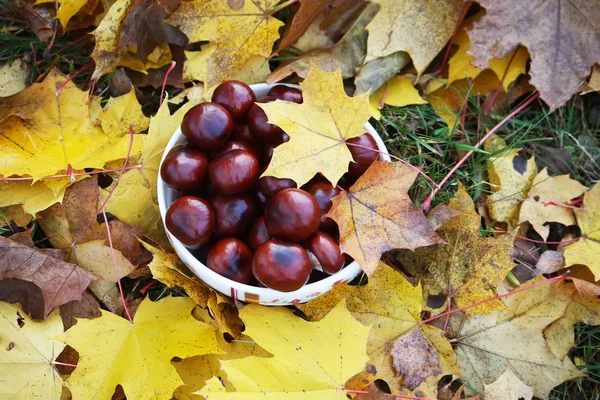 Paardenkastanjes Gele Esdoorn Bladeren Buiten Aesculus Hippocastanum — Stockfoto