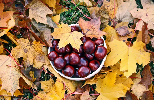 Horse Chestnuts Yellow Maple Leaves Outdoors Aesculus Hippocastanum — Stock Photo, Image