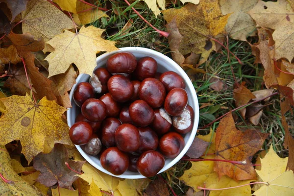 Cavalo Castanheiro Folhas Árvore Coloridas Outono — Fotografia de Stock