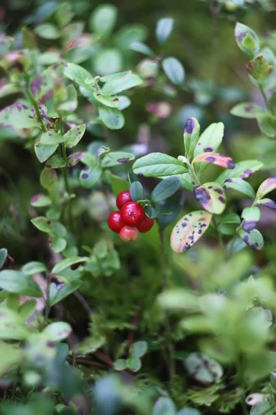 Fresh Ripe Red Cranberries Growing Forest — 스톡 사진