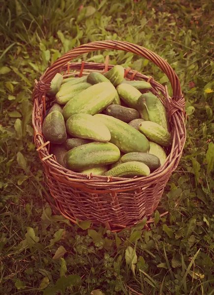 Fresh Ripe Cucumbers Old Basket — Stock Photo, Image