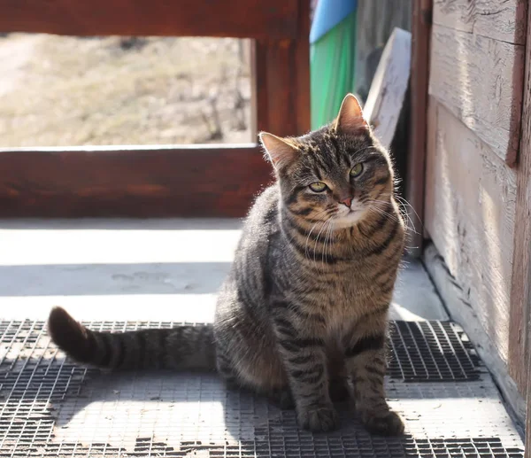 Un gato joven al aire libre — Foto de Stock