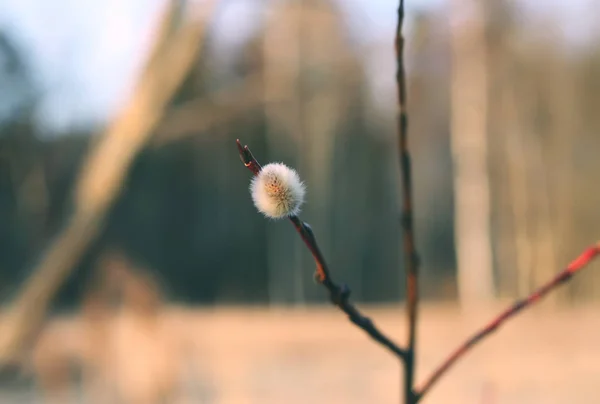 Pussy Fűzfa Ágak Tavasszal Szabadban — Stock Fotó