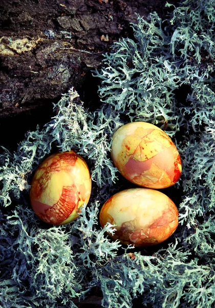 Easter eggs on a moss — Stock Photo, Image