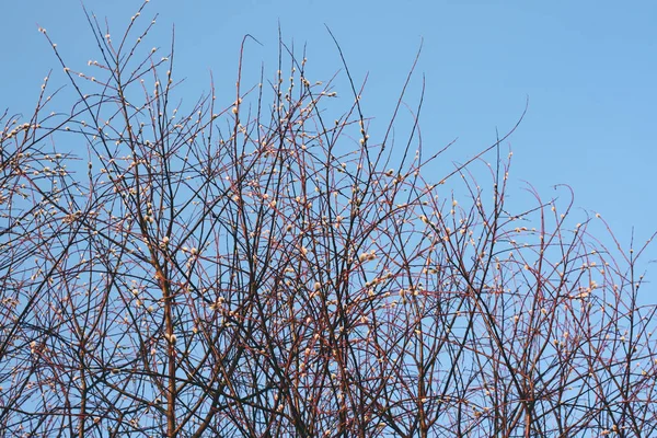 Κλαδιά Δέντρου Pussy Willow Στην Άνοιξη — Φωτογραφία Αρχείου
