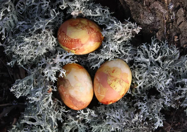 Oeufs Pâques Colorés Sur Mousse Dans Forêt — Photo