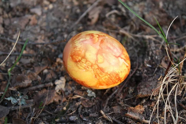 Uova Pasqua Colorate Sul Muschio Nella Foresta — Foto Stock