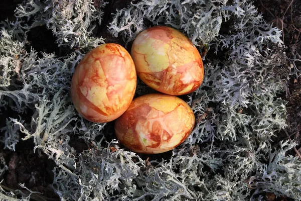 Oeufs Pâques Colorés Sur Mousse Dans Forêt — Photo