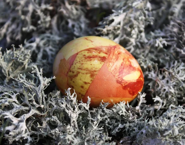 Colored Easter Eggs Moss Forest — 스톡 사진