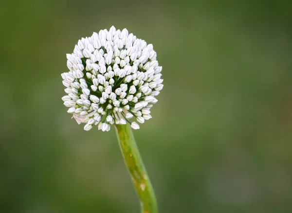 Ajo Que Florece Planta Aire Libre Durante Temporada Floración — Foto de Stock