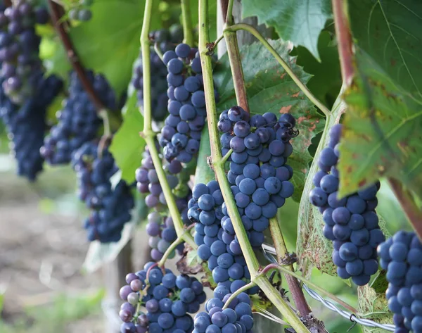 Uvas Maduras Vinho Que Cresce Jardim — Fotografia de Stock