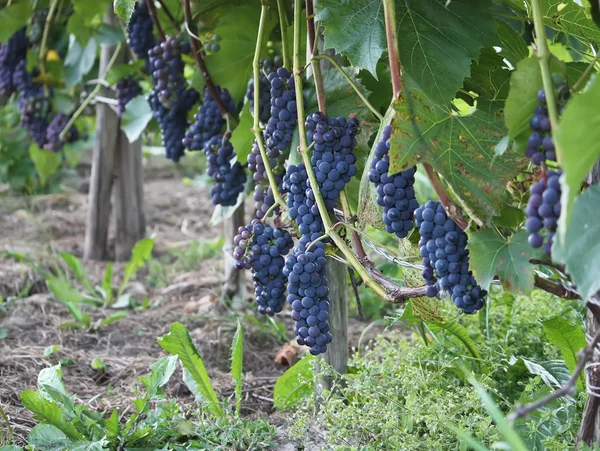 Dojrzałe Winogrona Winie Rosnącym Ogrodzie — Zdjęcie stockowe