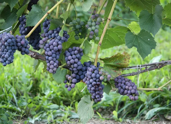 Uvas Maduras Vinho Que Cresce Jardim — Fotografia de Stock