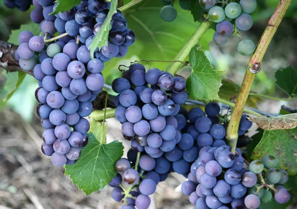 Uvas Maduras Vino Que Crece Jardín — Foto de Stock