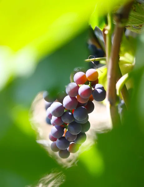 Rijp Druiven Een Wijn Die Tuin Groeit — Stockfoto