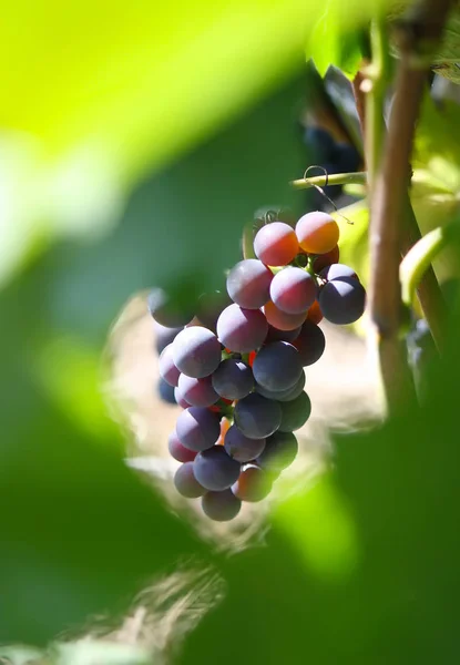 Maturare Uva Vino Che Cresce Giardino — Foto Stock