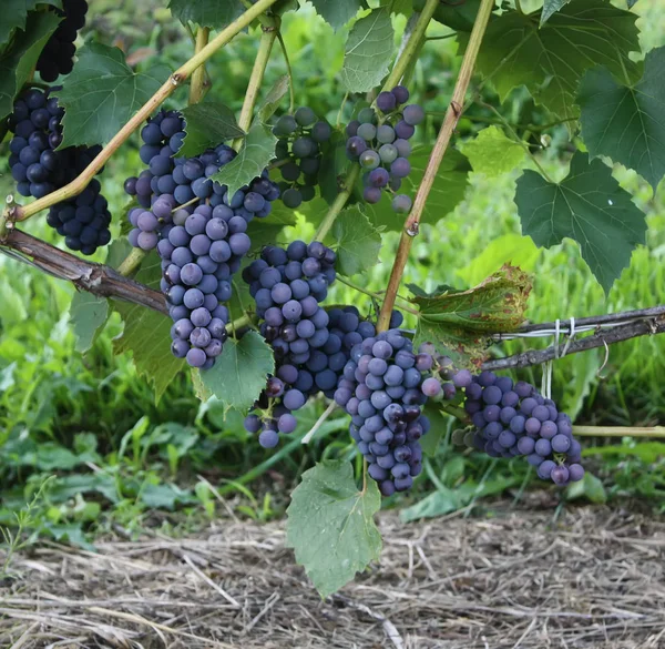 Uvas Maduras Vinho Que Cresce Jardim — Fotografia de Stock