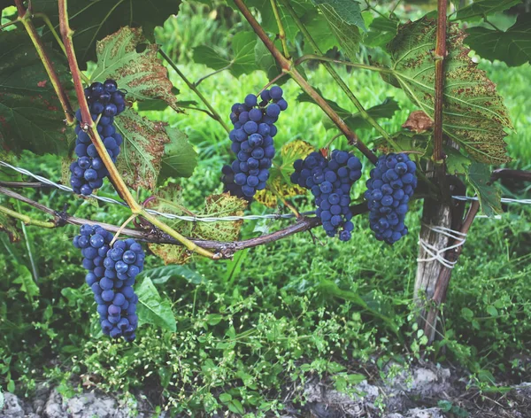 Rijp Druiven Een Wijn Die Tuin Groeit — Stockfoto