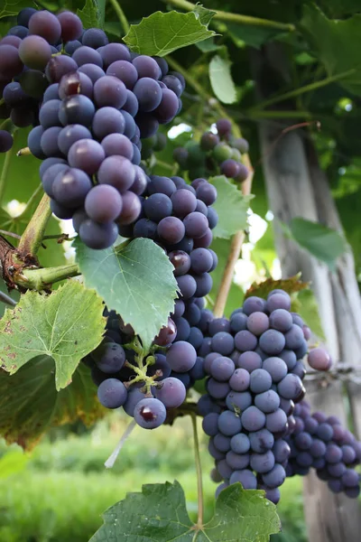 在花园里的葡萄酒上种植成熟的葡萄 — 图库照片