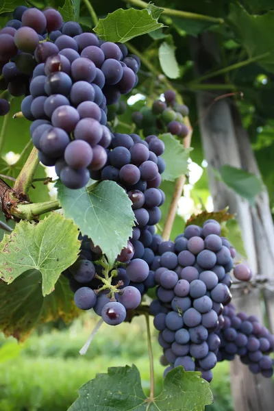 Maturare Uva Vino Che Cresce Giardino — Foto Stock