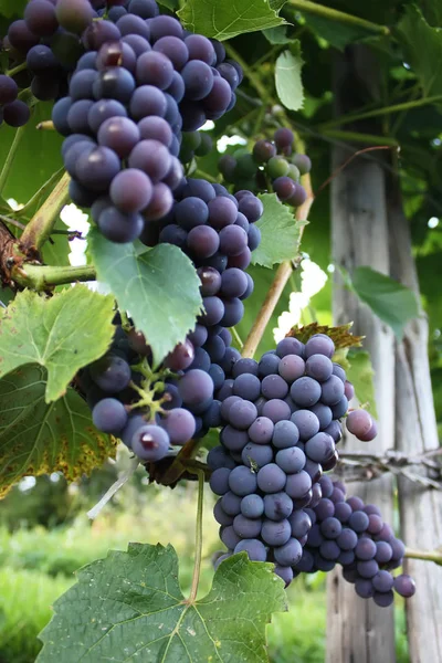 Uvas Maduras Vino Que Crece Jardín — Foto de Stock