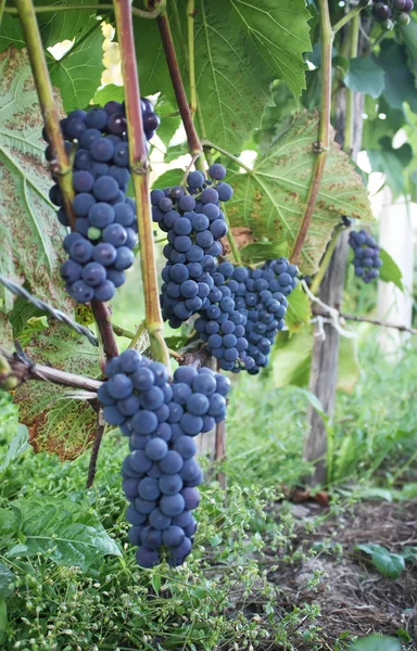 Uvas Maduras Vino Que Crece Jardín — Foto de Stock