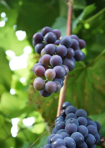 Uvas Maduras Vino Que Crece Jardín —  Fotos de Stock