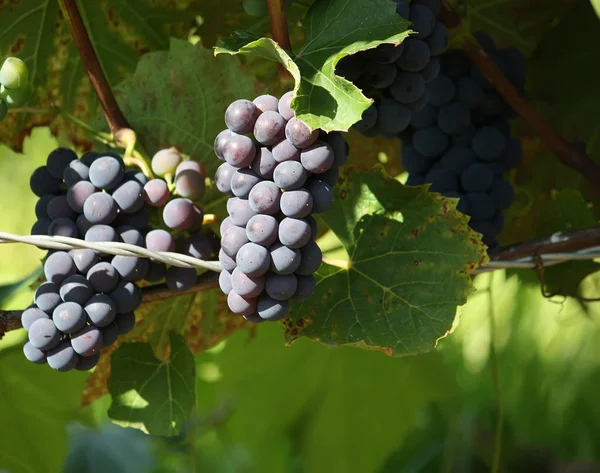 Rijp Druiven Een Wijn Die Tuin Groeit — Stockfoto