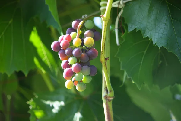 Uvas Maduras Vino Que Crece Jardín — Foto de Stock
