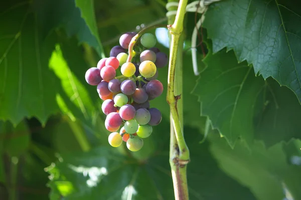 Uvas Maduras Vino Que Crece Jardín — Foto de Stock