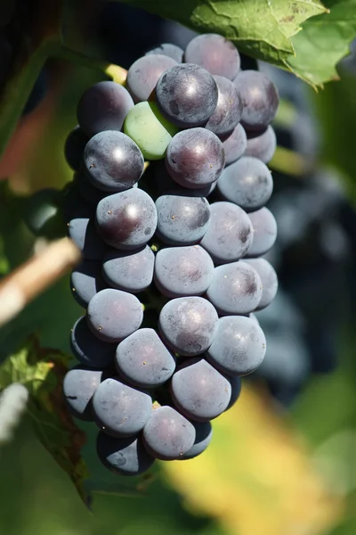 庭で栽培されているワインにブドウを熟す — ストック写真