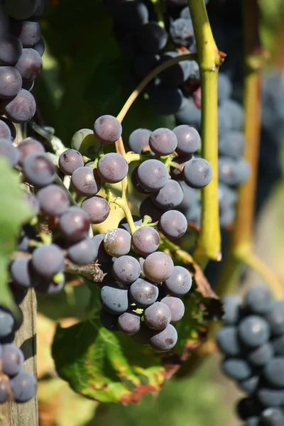 Uvas Maduras Vinho Que Cresce Jardim — Fotografia de Stock