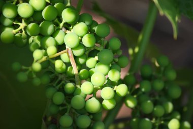 Bahçedeki bir şarabın üzerinde güneş ışığında olgunlaşmamış üzümler.