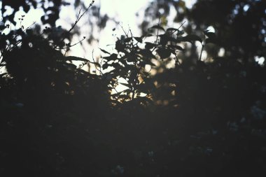 Grup moss bir oturum içinde güzel mantar