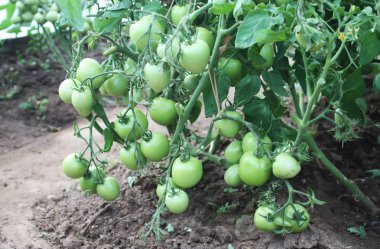 Domatesler serada büyüyor..
