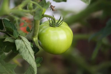 Domatesler serada büyüyor..