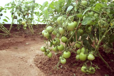 Domatesler serada büyüyor..