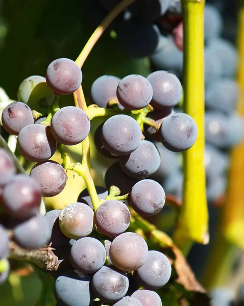 Uvas Maduras Vinho Que Cresce Jardim — Fotografia de Stock