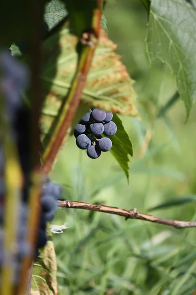在花园里的葡萄酒上种植成熟的葡萄 — 图库照片