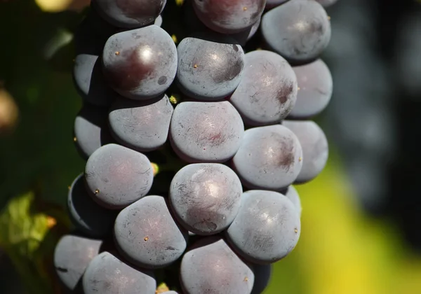 Raisins Mûrs Sur Vin Cultivé Dans Jardin — Photo