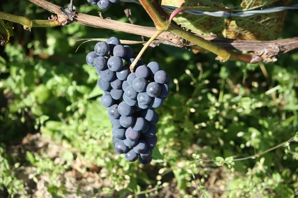 Raisins Mûrs Sur Vin Cultivé Dans Jardin — Photo