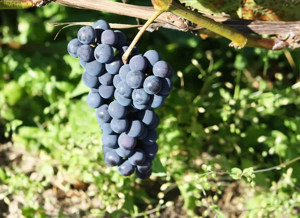 Uvas Maduras Vinho Que Cresce Jardim — Fotografia de Stock