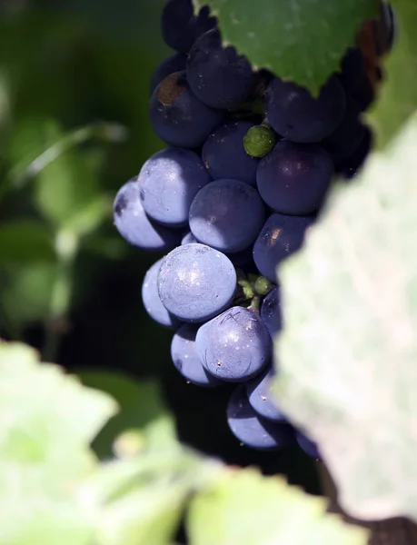 Uvas Maduras Vinho Que Cresce Jardim — Fotografia de Stock